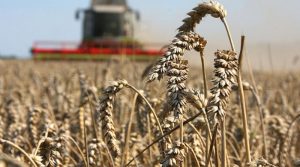 Аграріїв Рівненщини просять сіяти більше пшениці та жита для хлібопекарської промисловості