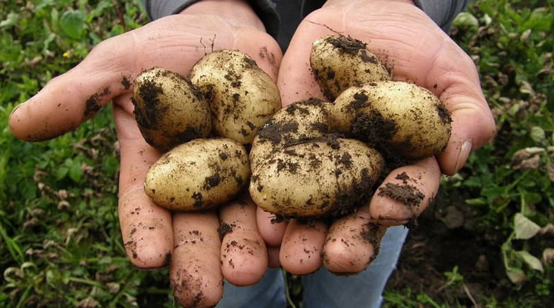 Терміни викопування картоплі
