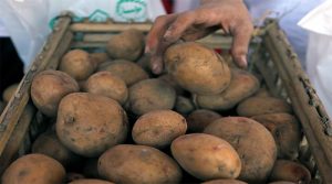 Як зберігати залишки урожаю картоплі, щоб вона не проросла і не зіпсувалася