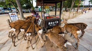 Японець створив “їстівні” пакети, щоб захистити місцевих оленів