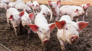 Українські фермери нарощують поголів’я свиней