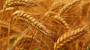 На Закарпатті оштрафували фермера, який засіяв пшеницею поля ЗСУ