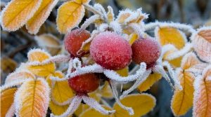 Завтра в Україну прийдуть морози: прогноз синоптика