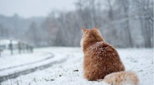 Синоптики розповіли, коли на Рівненщині випаде перший сніг