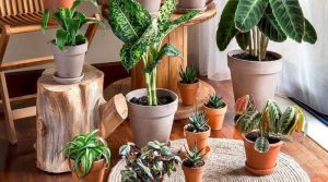 Чи справді кімнатні рослини очищують повітря