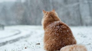 До України повернуться снігопади та морози: прогноз погоди на 3 лютого