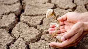 Стало відомо, чи очікувати посуху в Україні