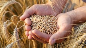 В Україні рекордно впали ціни на пшеницю
