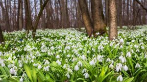Синоптикиня розповіла, коли в Україні розпочнеться справжня весна