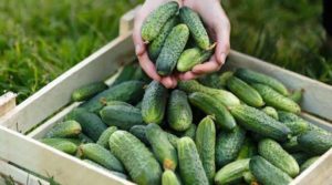 В Україні зростають ціни на огірки