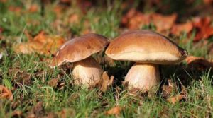 Отруїлися грибами: на Житомирщині раптово померла вся родина учасника “Голосу країни”