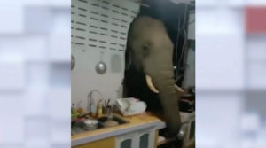 У Таїланді слон проломив дім місцевим жителям у пошуках смачненького