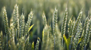 Фермери зможуть отримати компенсацію при втратах врожаю озимої пшениці