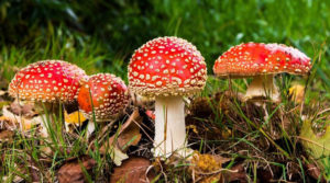 Масові отруєння грибами в Україні: як захиститися