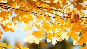 Сонячно вдень та морози вночі: синоптики розповіли, якою буде погода в Україні на початку жовтня