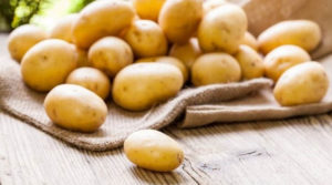 Дає рясний урожай: селекціонери вивели новий сорт ранньої картоплі