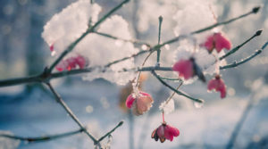 “Заморозки до -12”: на Різдво в Україні знову вдарять морози
