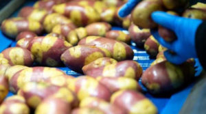 Селекціонери у Британії вивели новий сорт картоплі