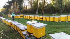 Українських бджіл будуть експортувати до Канади