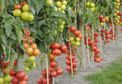 Коли краще садити помідори