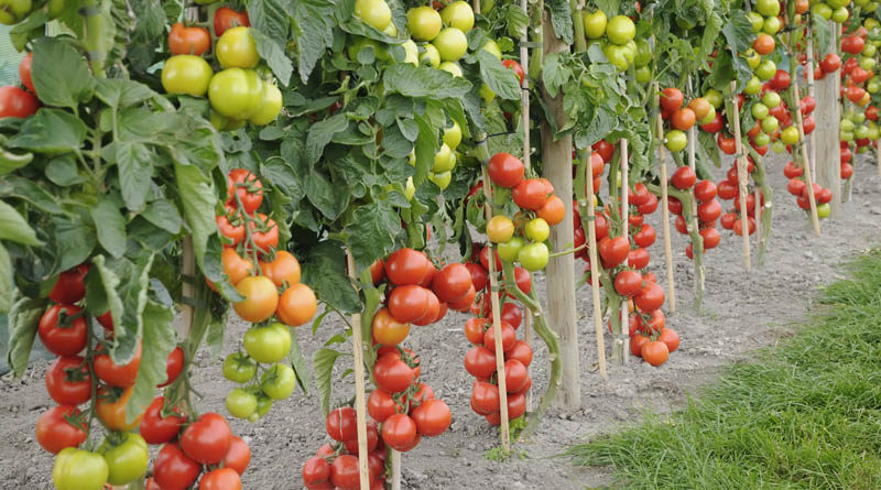 Використання ефективних методів поливу томатів