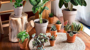 Особливості догляду за кімнатними рослинами взимку, щоб захистити їх від шкідників