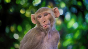 У МОЗ розповіли, чи є мавпяча віспа в Україні