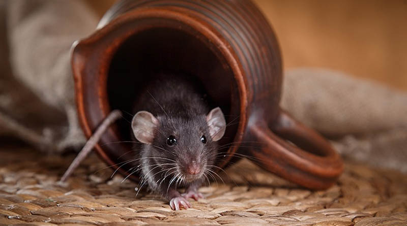 Как избавиться от мышей дома: пять проверенных способов. Читайте на UKR.NET