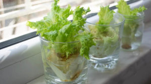 Як виростити салат на підвіконні: проста і вигідна розсада для новачків