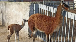 В Одеському зоопарку народилася лама (ФОТО)