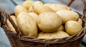 Українські селекціонери вивели новий сорт картоплі “Джавеліна”