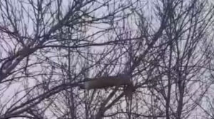 В російському Енгельсі ракета застрягла на дереві (ВІДЕО)