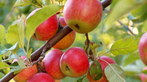 Українські вчені створили новий сорт декоративних яблунь
