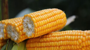 “Зі смаком глясе”: вінницькі селекціонери вивели новий сорт солодкої кукурудзи