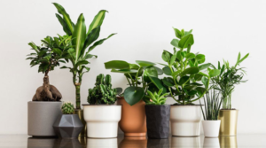 3 кімнатні рослини, які можуть зруйнувати ваше особисте життя