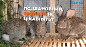 Гранати у клітці для кролів та мішок марихуани: наслідки обшуку жителя Житомирщини