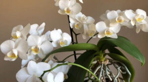Чому не цвіте орхідея: несподіваний лайфхак для пишного цвітіння