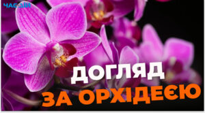 Вашим квітам будуть всі заздрити: чим потрібно поливати орхідеї для рясного цвітіння