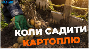 Коли садити картоплю в Україні: місячний календар та народні прикмети