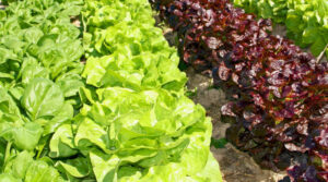 Захищаємо листя салату від шкідників та хвороб: поради для дачників