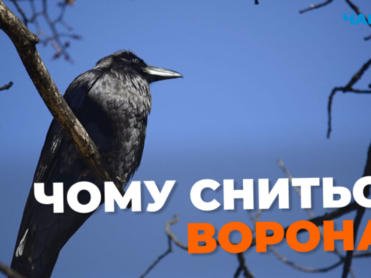 Сниться ворона: значення та тлумачення сну