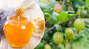 Подарує багатий урожай: добриво для аґрусу з сироватки та меду