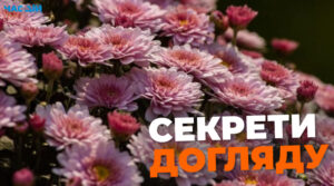 Як доглядати за хризантемами влітку, щоб восени буяли цвітом: секрети квітникарів