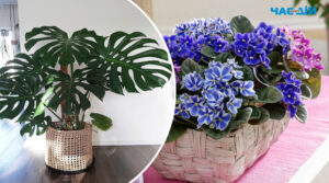Народні прикмети про кімнатні рослини та квіти: цікаво знати