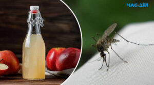6 натуральних засобів, запах яких відлякує комарів