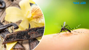 5 ефективних засобів, які відлякають комарів та інших комах