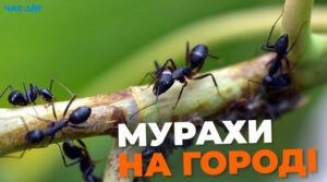 Як позбутися мурах на городі за допомогою бананової шкірки: поради городникам