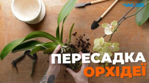Як правильно пересаджувати орхідею та що робити з корінням