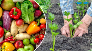 Урожай вийде на славу: чим удобрити розсаду овочів після посадки