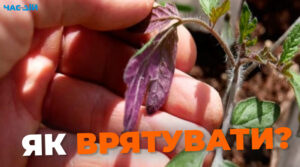 Чому листя пересадженої розсади помідор стало фіолетовим: чи можна врятувати рослини